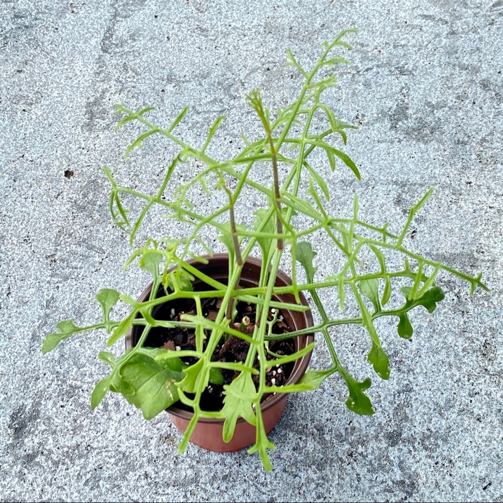 UNROOTED Cuttings RARE Kalanchoe Schizophylla Two Cuttings - Picture 4 of 17